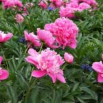 How to divide an herbaceous peony?