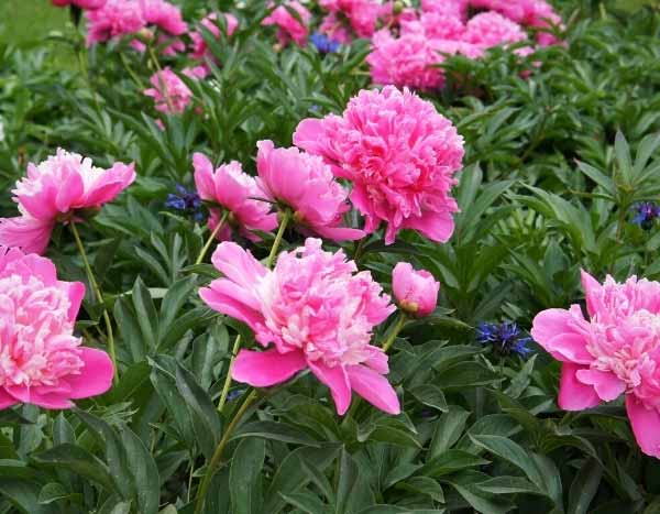 How to divide an herbaceous peony?