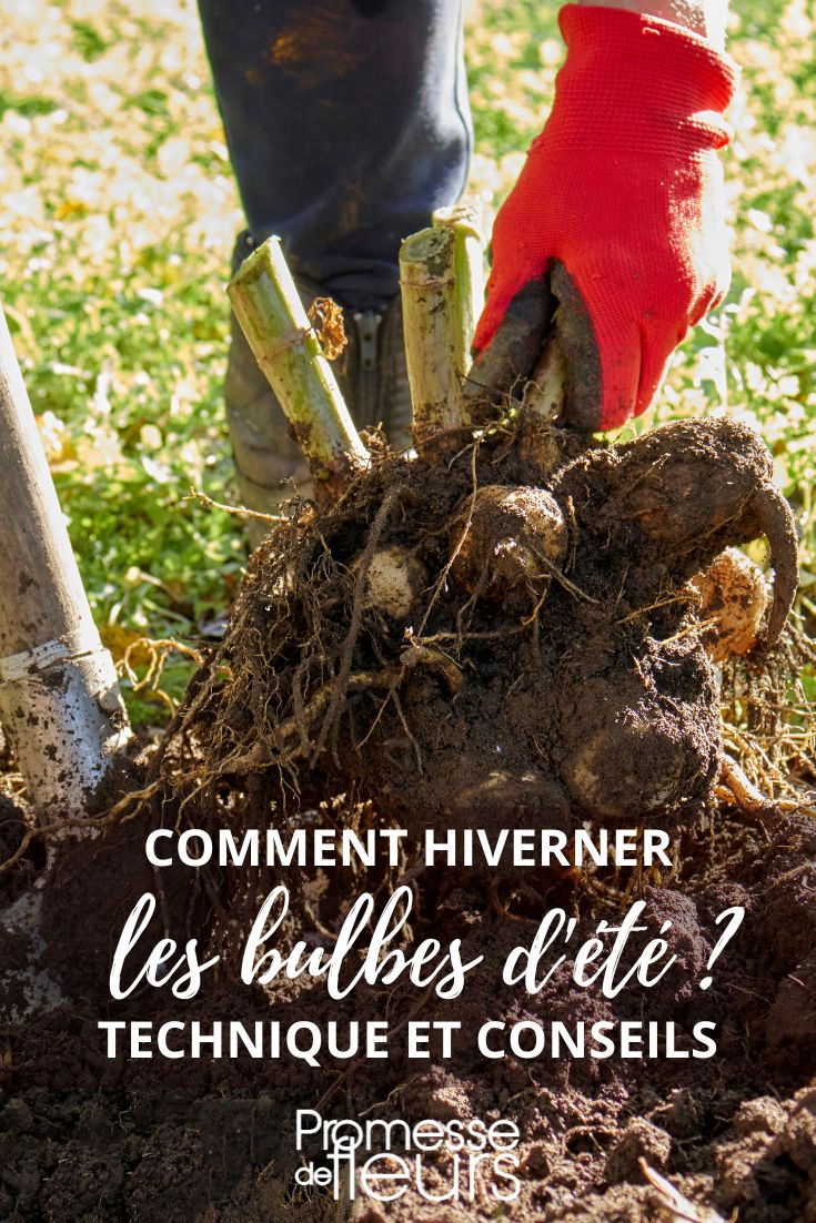overwintering summer bulbs: dahlias, gladioli, cannas