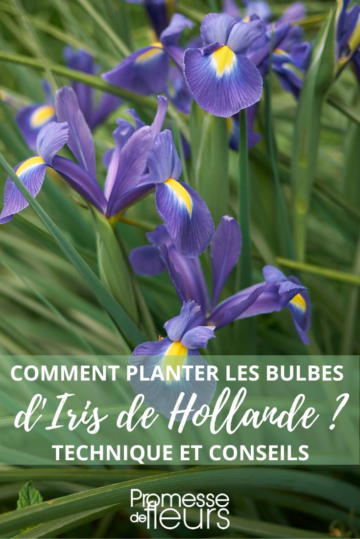 Planting Tips for Iris Bulbs

Iris bulbs should be planted in a sunny location with well-draining soil. Before planting, make sure to loosen the soil to a depth of about 12 inches. Dig a hole large enough to accommodate the bulbs, typically about 4-6 inches deep.

Place the bulbs in the hole with the pointed end facing upwards. Space them about 6-8 inches apart to allow for proper growth. Cover the bulbs with soil and water thoroughly.

Iris bulbs should be planted in the autumn for spring blooms. Make sure to mulch the area to protect the bulbs during the winter months.

With proper care and maintenance, your iris bulbs will reward you with beautiful blooms year after year.