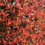 When and how to prune Photinia?