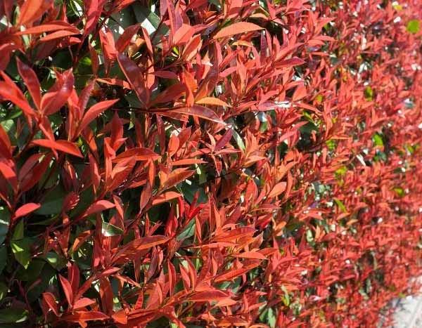 When and how to prune Photinia?