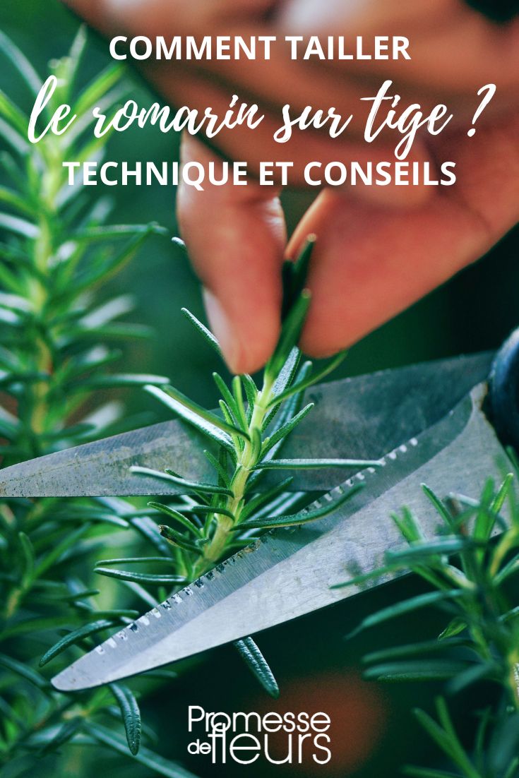 **Pruning Rosemary: Techniques and Tips**