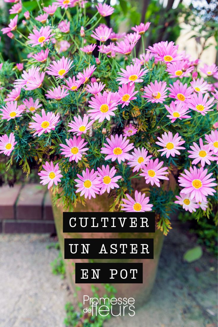 Growing an aster in a pot Aster cordifolius