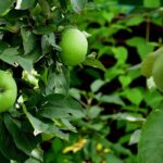 7 columnar fruit trees for small gardens