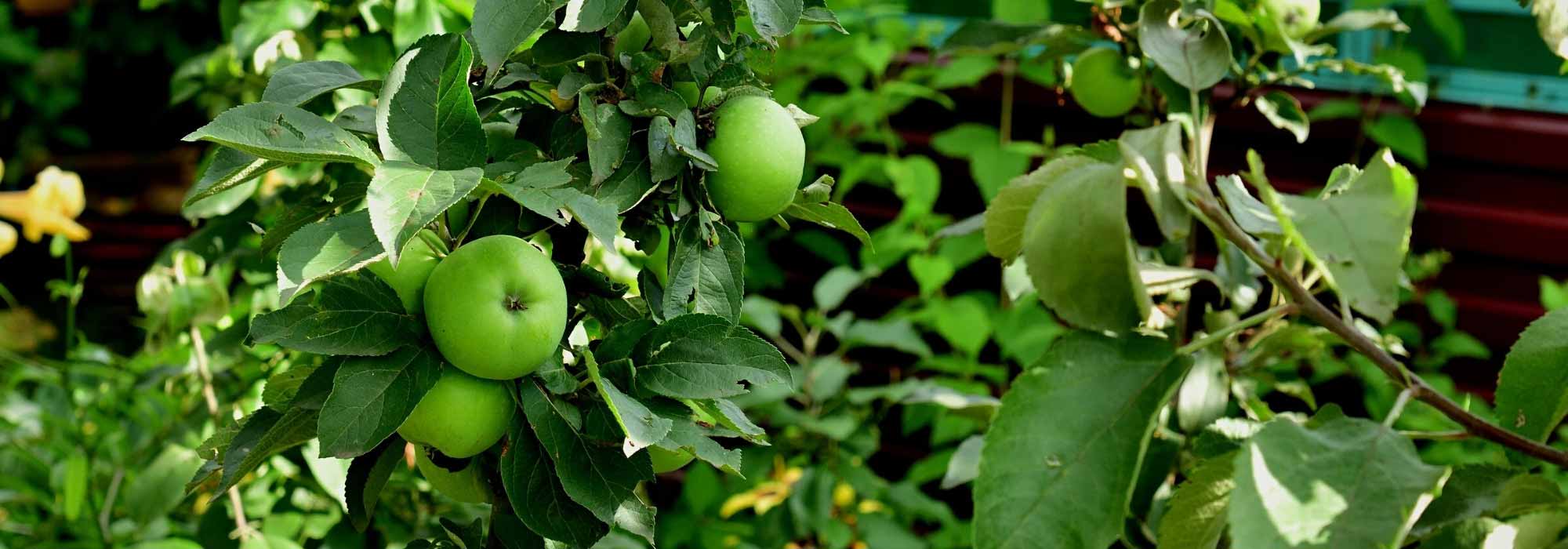 7 columnar fruit trees for small gardens
