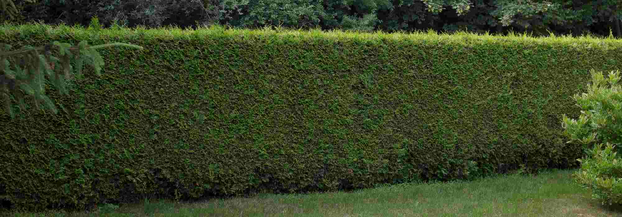 Plant a noise-reducing hedge