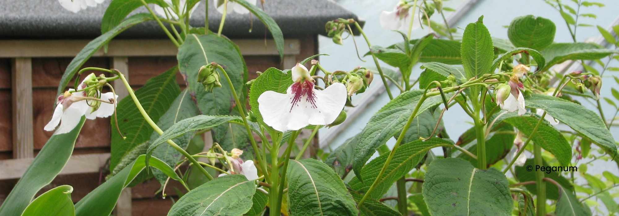 Perennial Impatiens: Planting and Care