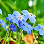 Grow Ipheion in the ground or in pots