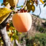 How to harvest and store persimmons?