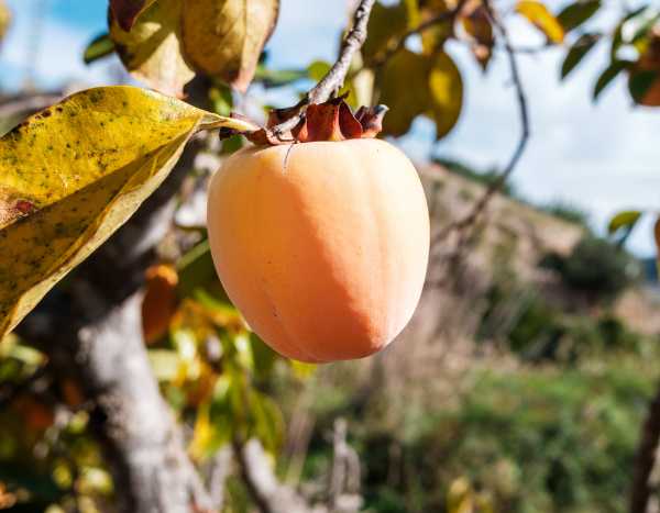 How to harvest and store persimmons?