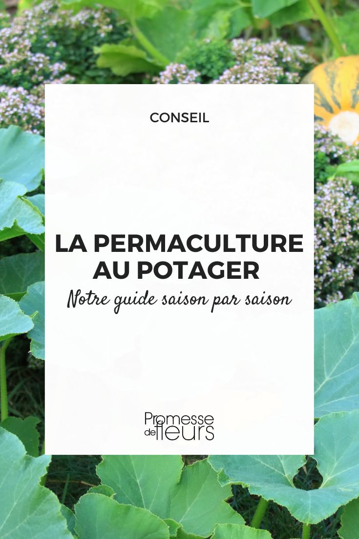 Permaculture in the Vegetable Garden: Our Season-by-Season Guide Permaculture Vegetable Garden
