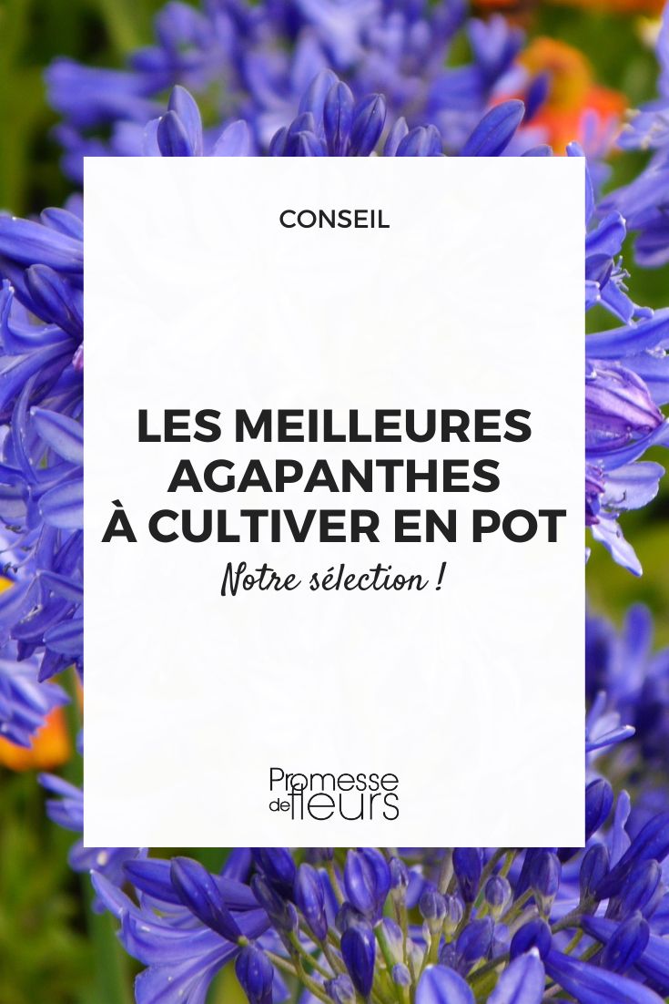 The best agapanthus to grow in pots