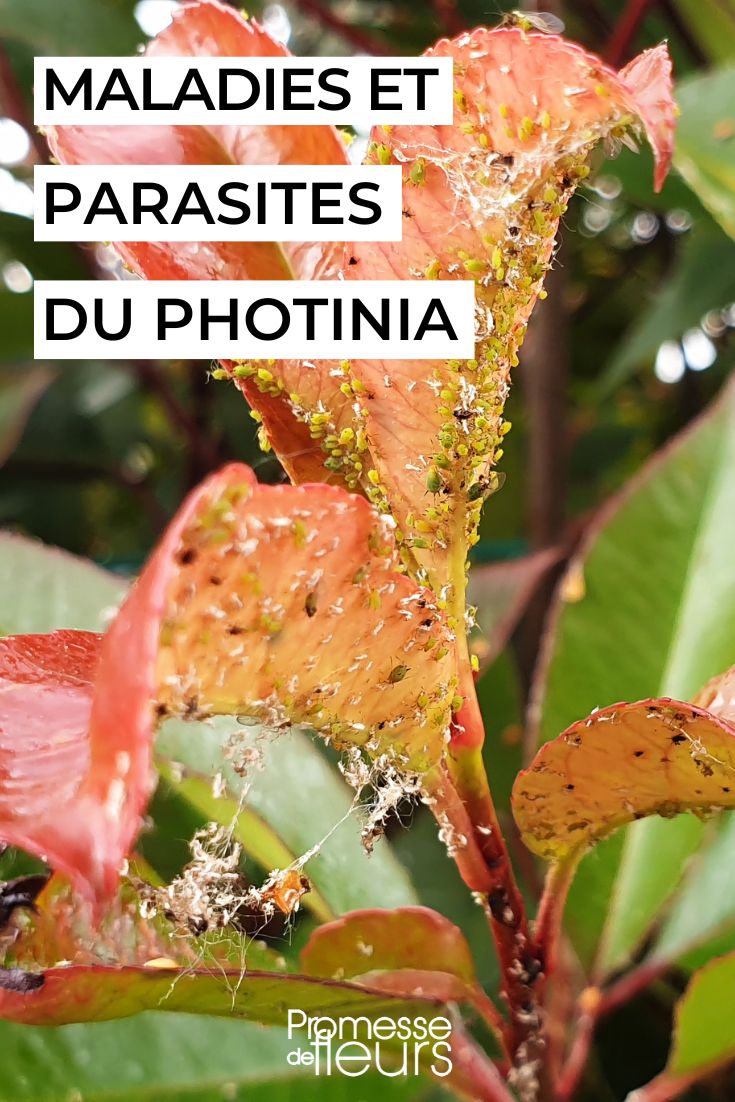 Photinia