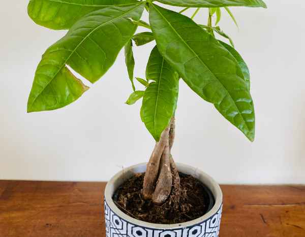 How to braid a Pachira or money tree?