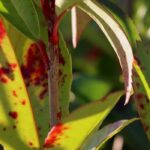 Diseases and parasitic pests of Photinia