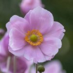 Japanese Anemone: How to Take a Root Cutting?