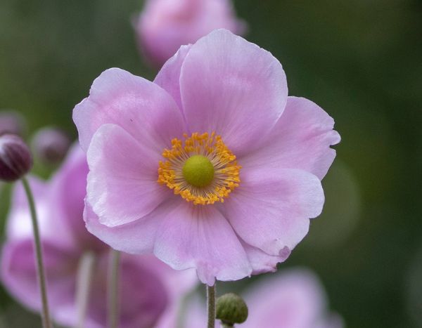 Propagating Japanese Anemone from root cuttings