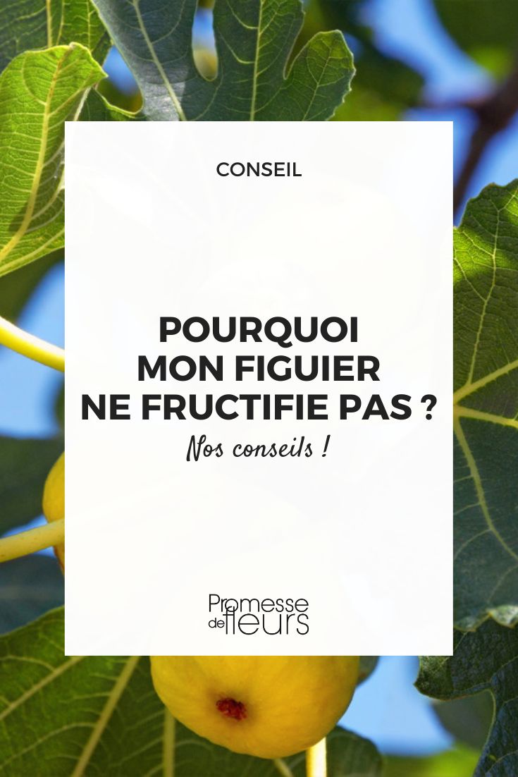 Why is my fig tree not bearing fruit fig tree fruits