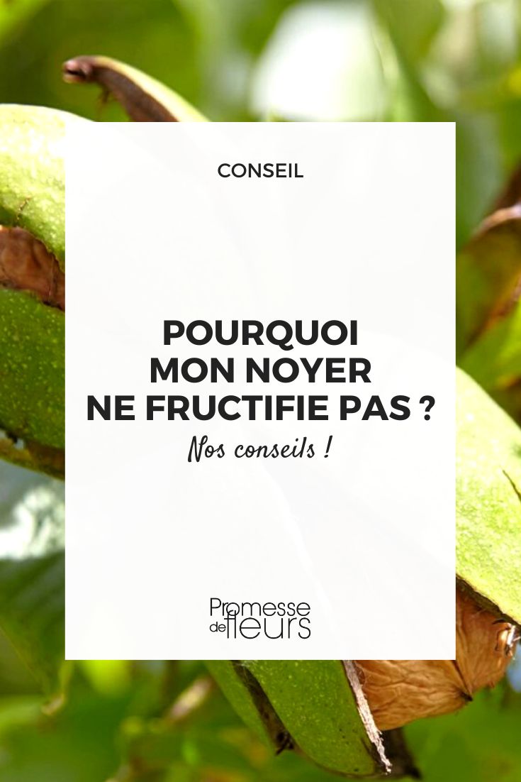 Why isn't my walnut tree bearing fruit?