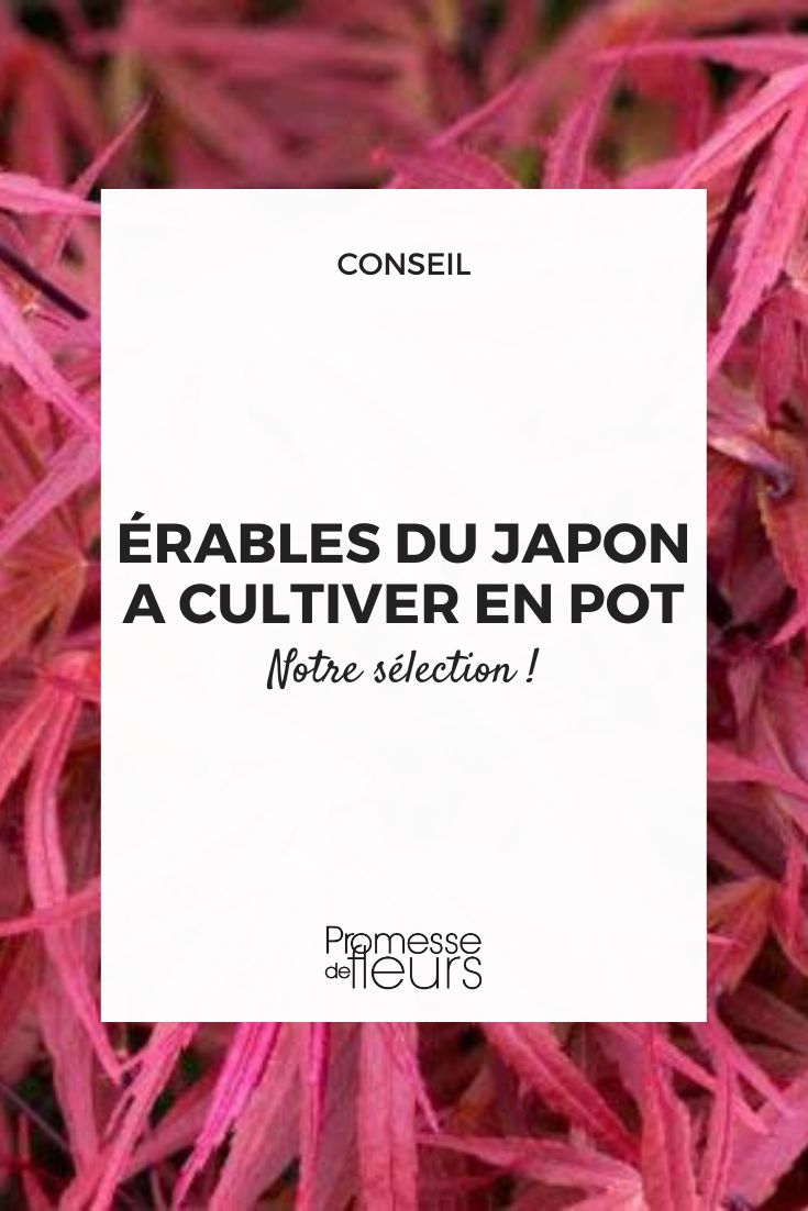 Which Japanese maples can be grown in pots