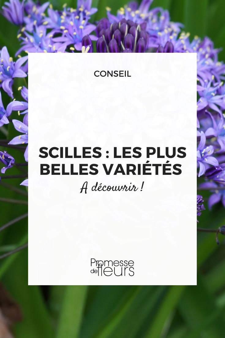 Scillas in the garden