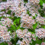 How to prune Kolkwitzia?