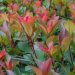 How to propagate Photinia?