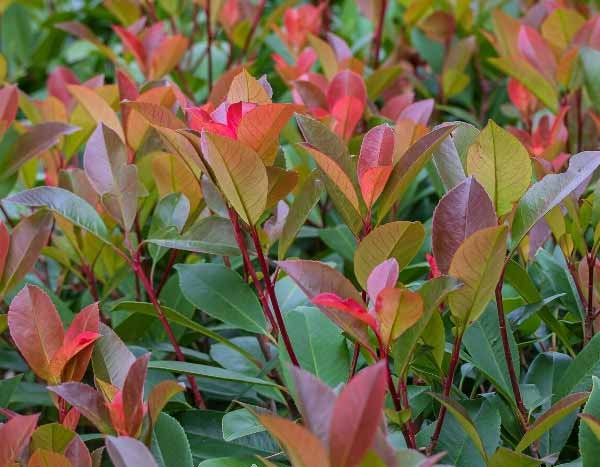 How to propagate Photinia?
