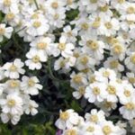 Yarrow: the best varieties to use as groundcover