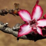 How to grow Adenium or Desert Rose?