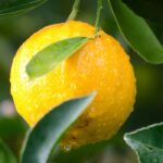 Citrus trees: how to bear fruit?