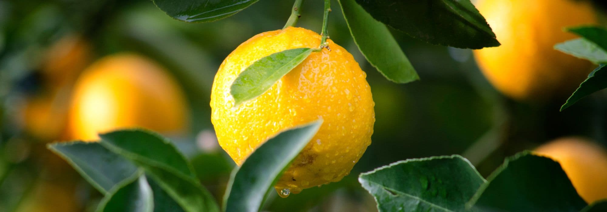Citrus trees: how to bear fruit?