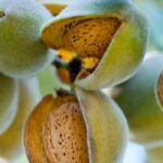 Almond tree: how to choose the right variety?
