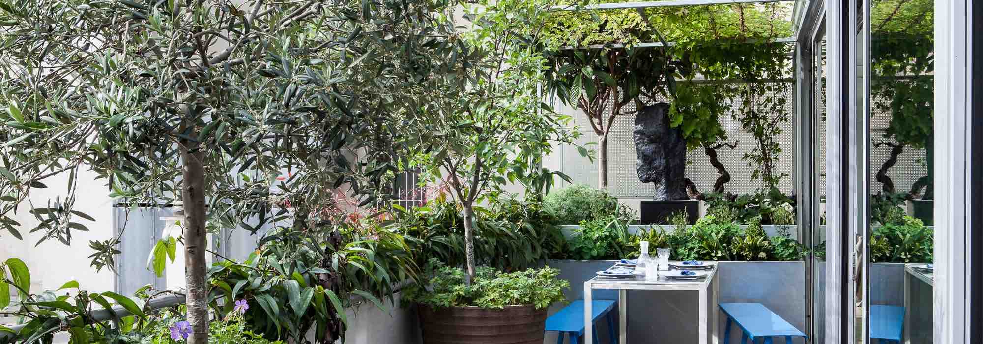 7 trees to grow in pots on a terrace or balcony
