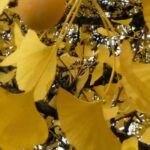 Urban trees: the best varieties