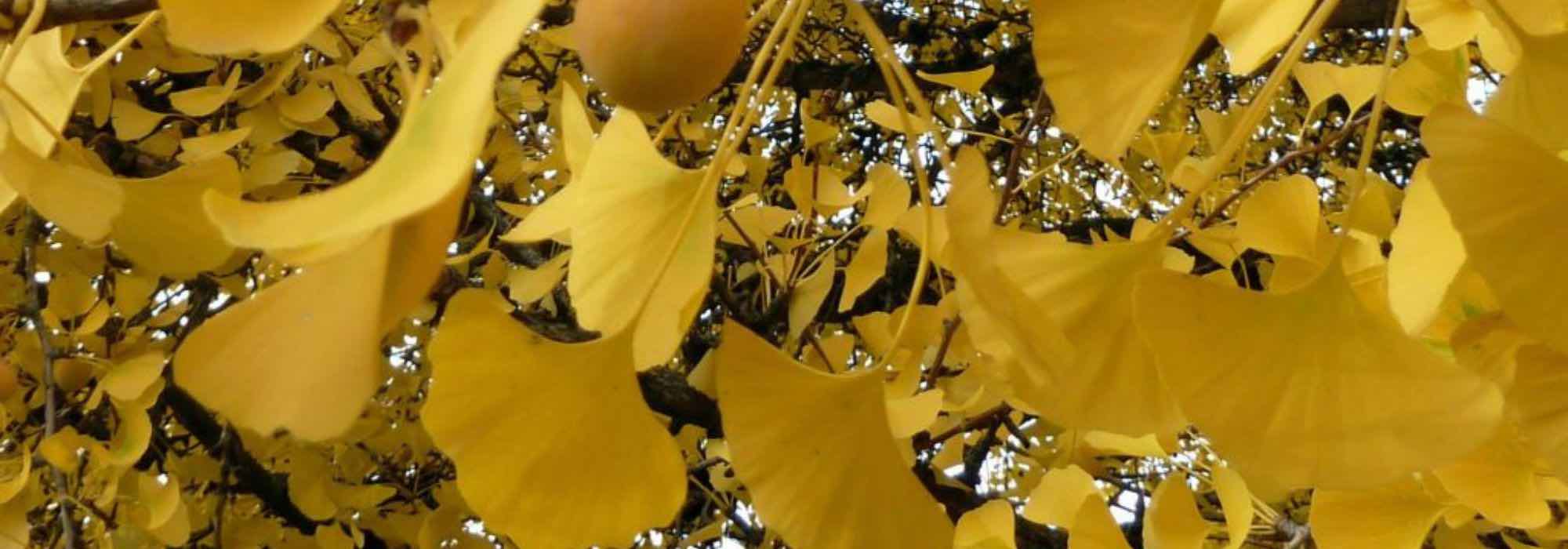 Urban trees: the best varieties