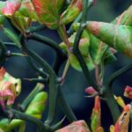 8 bushes for a defensive hedge