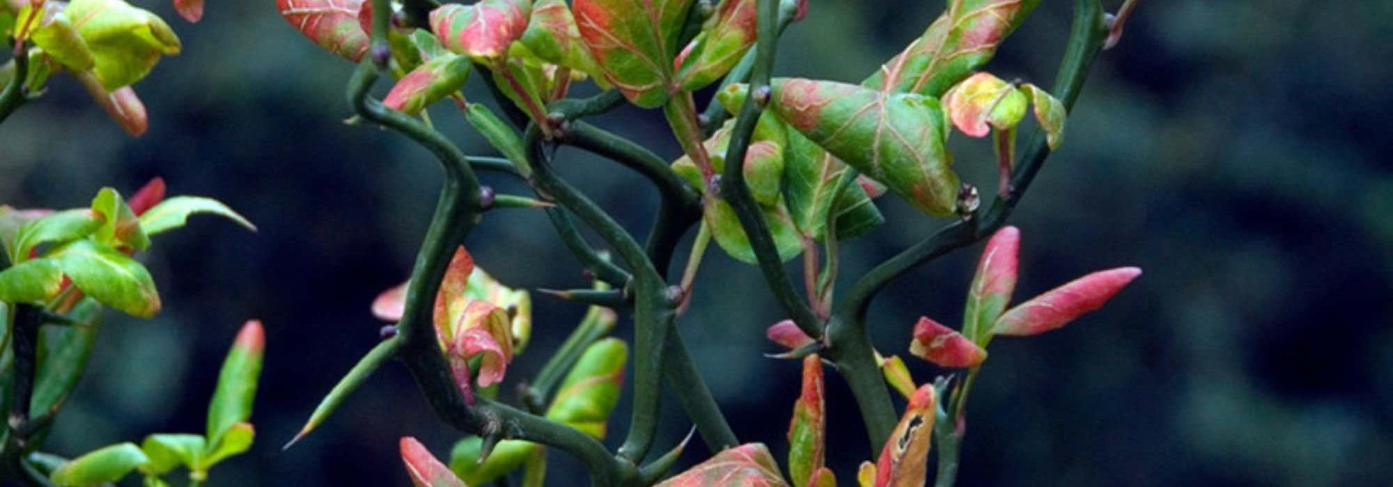 8 bushes for a defensive hedge