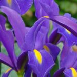 How to pair Dutch irises?