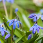 Scillas: 7 ideas for plant pairings.