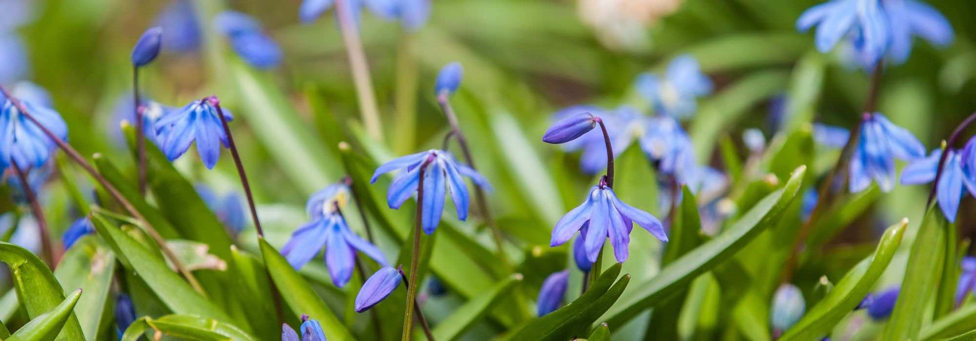 Scillas: 7 ideas for plant pairings.