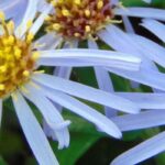 Growing an aster in a pot