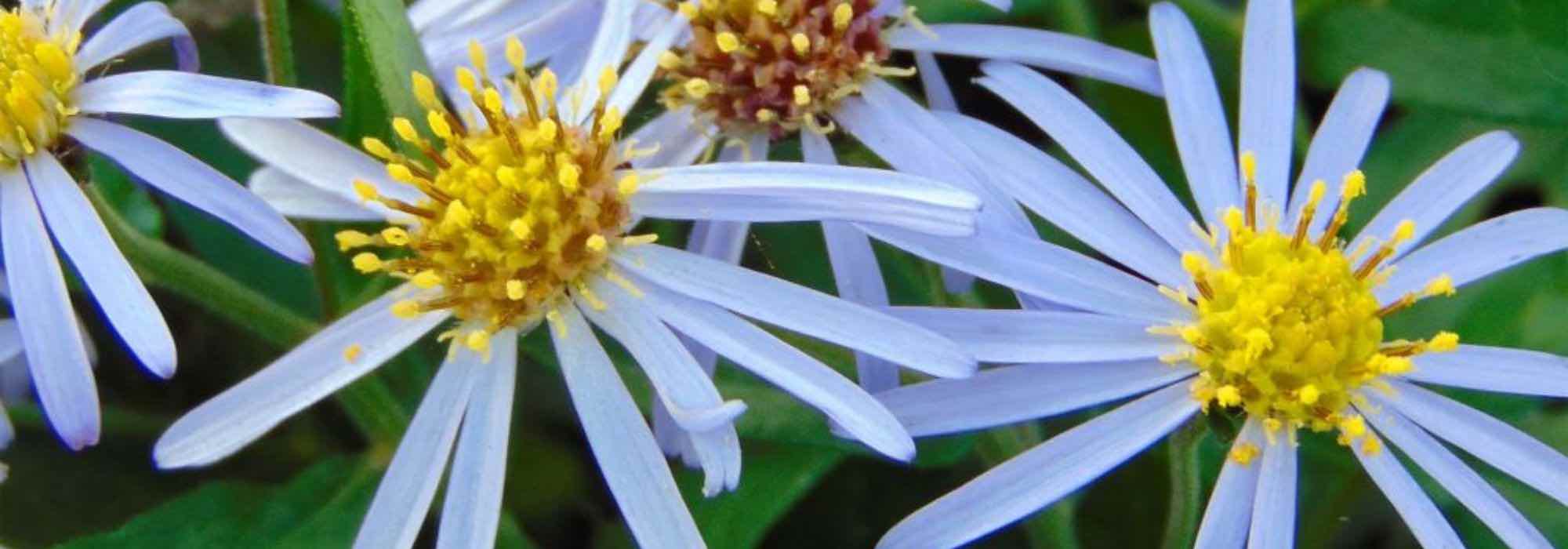 Growing an aster in a pot