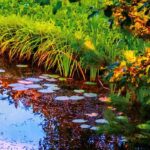 Maintaining a garden pond in autumn