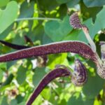 Propagating Aristolochia: our tips for success