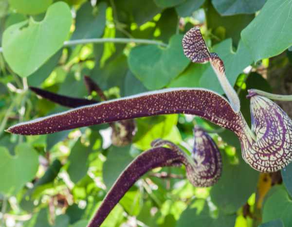 Propagating Aristolochia: our tips for success