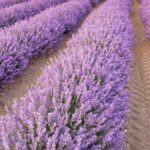 How to mound a perennial to protect it from moisture?