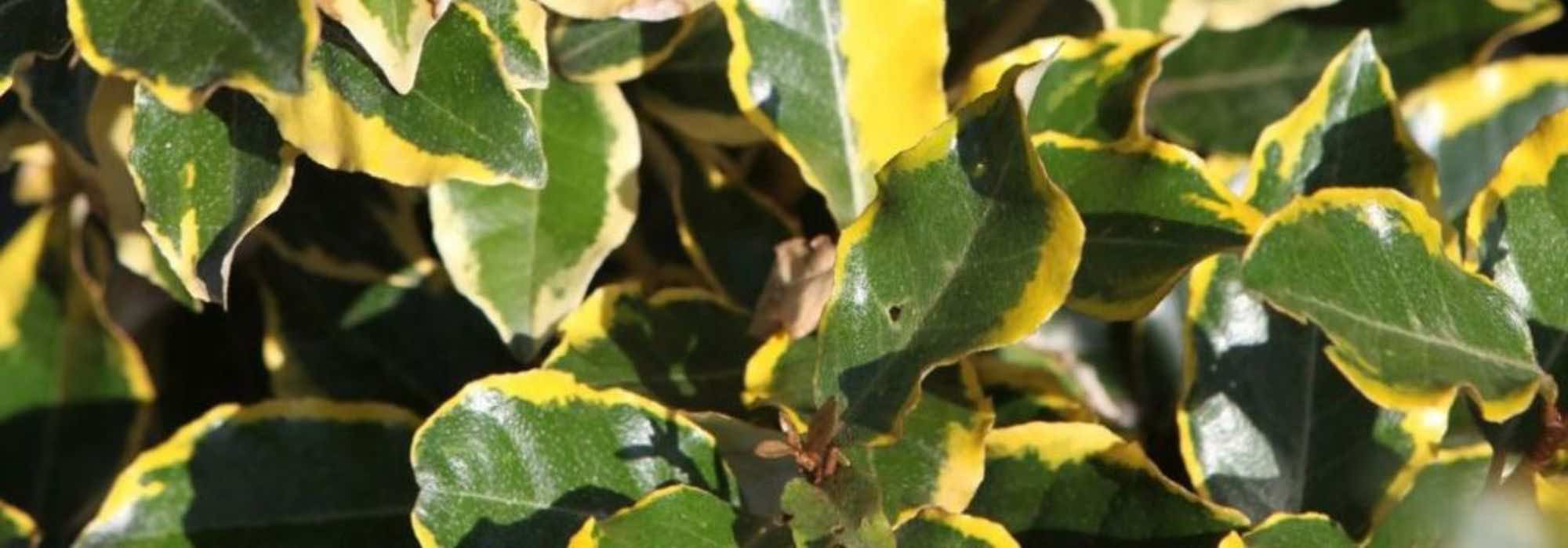 Which Elaeagnus should I choose for a hedge?