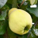 Quince tree: how to choose the right variety?